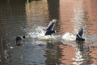 Seagulls flying over lake