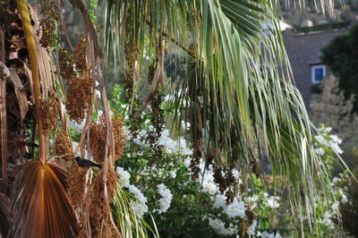 Close-up of palm trees in forest