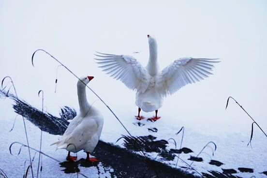 BIRDS FLYING OVER SNOW