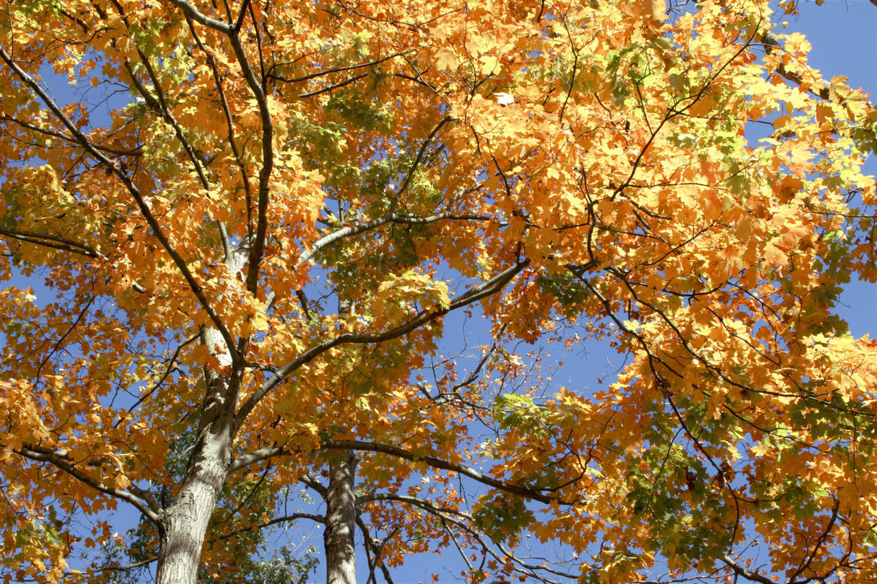 LOW ANGLE VIEW OF TREES AGAINST SKY