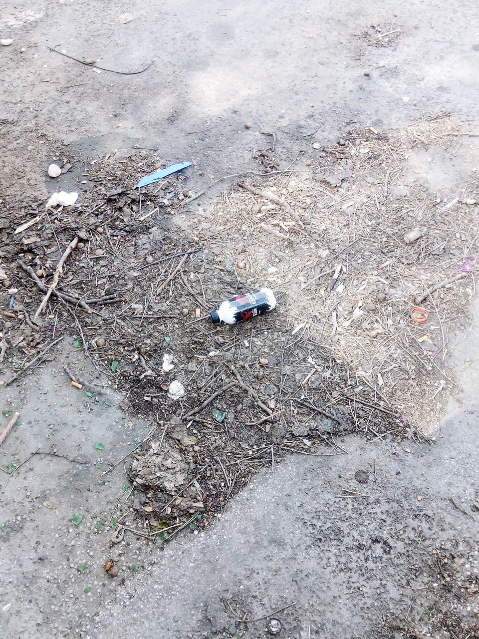 HIGH ANGLE VIEW OF INSECT ON WET GROUND