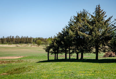 Trees on field against clear sky