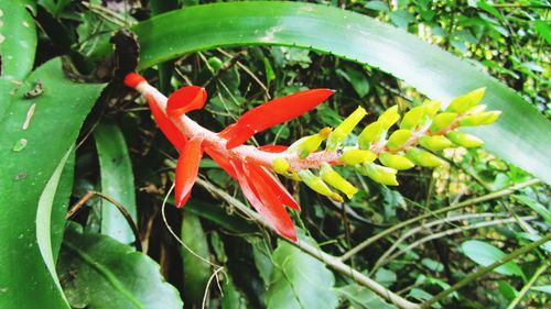 Close-up of plant