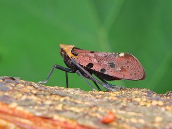 Close-up of butterfly on leaf