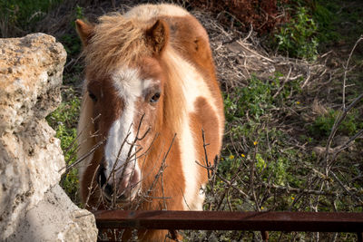 Close-up of horse