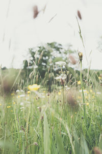 Surface level of grassy field against sky