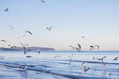 Seagulls flying over sea against clear blue sky