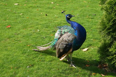 High angle view of peacock on field