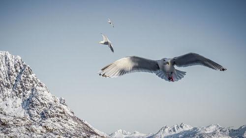 Low angle view of seagulls flying against sky