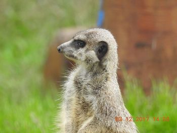 Close-up of meerkat