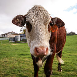 Portrait of a cow in a field