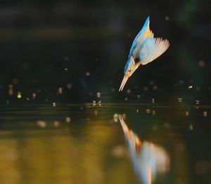 Close-up of bird flying over lake