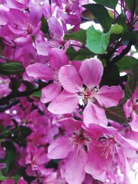 Close-up of pink flowers