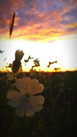 Close-up of yellow flowers blooming on field against sky