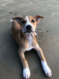 High angle portrait of dog sitting on land