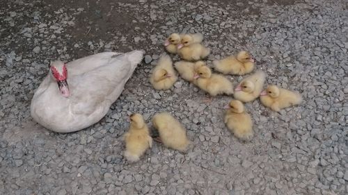 High angle view of birds on floor