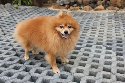 Portrait of dog standing outdoors