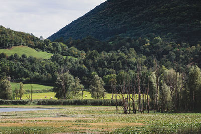 Scenic view of trees growing on field against sky