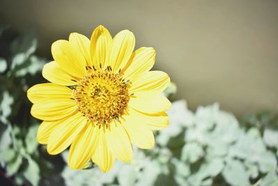 Close-up of bee on yellow flower