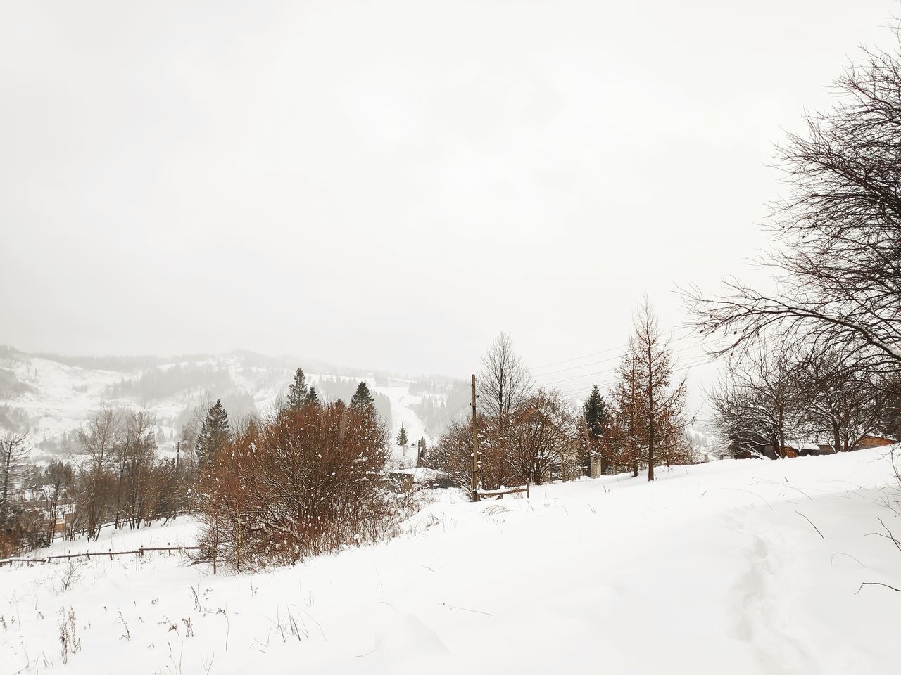 snow, winter, cold temperature, tree, plant, beauty in nature, sky, white color, tranquility, tranquil scene, covering, no people, scenics - nature, land, nature, field, environment, day, bare tree, outdoors, snowing