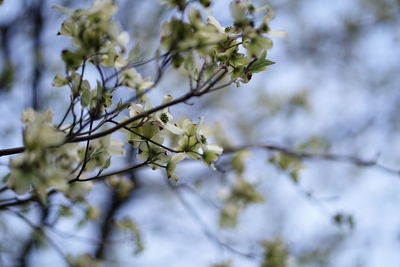 Low angle view of cherry blossoms in spring