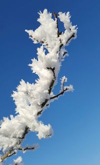 Low angle view of white flowers