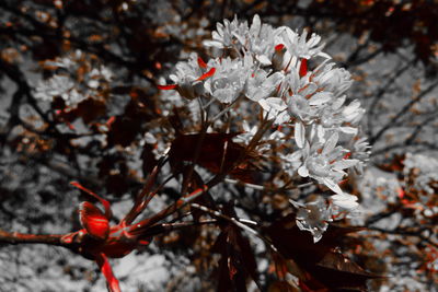 Close-up of white flowering plant with red leaves