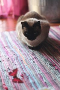 Close-up portrait of a cat