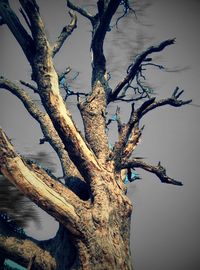 Low angle view of bare tree