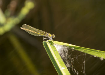 Close-up of insect on spider web