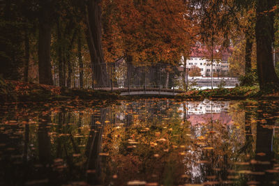 Trees by lake in forest during autumn