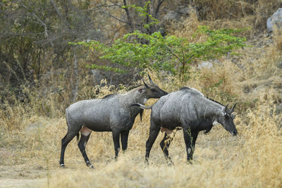 Side view of elephant walking on land