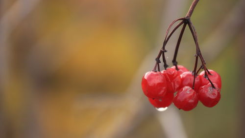 Close-up of red berries on plant