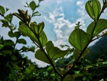Close-up of fresh green plant against sky