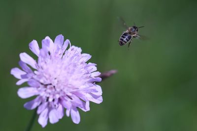 Close-up of flying bee on purple flower