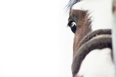 Close-up of a horse against white background