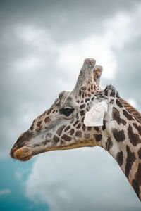 Low angle view of giraffe against sky