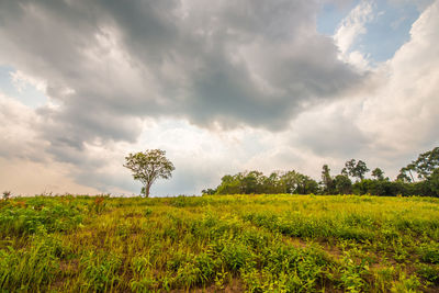 Plants on field against sky