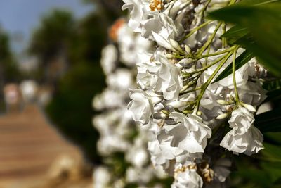 Close-up of white flowering plant