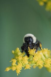 Close-up of bee pollinating on yellow flower