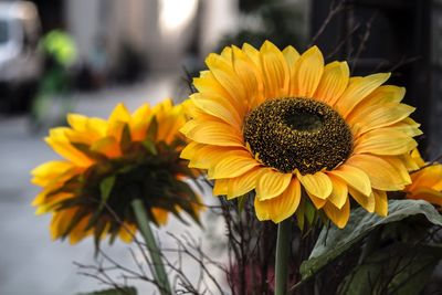Close-up of sunflowers blooming by street