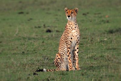 Cheetah on the lookout