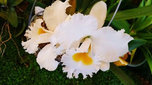 Close-up of flowers blooming outdoors