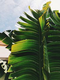 Close-up of palm tree leaves