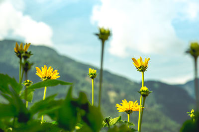 Close-up of yellow flowering plant on field