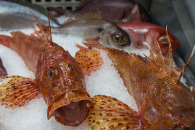 Close-up of fish for sale in market