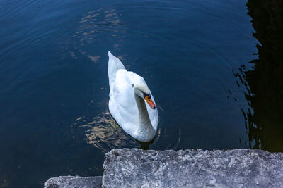 Close-up of swan perching on lake