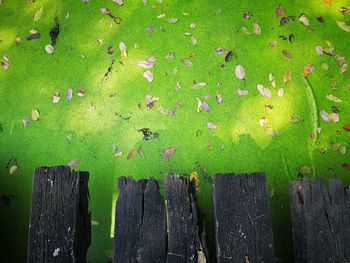 Directly above shot of boardwalk on algae covered lake