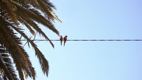 Low angle view of birds on cable against sky