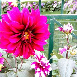 Close-up of pink flowers